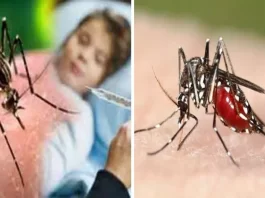 Dengue In india