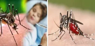 Dengue In india