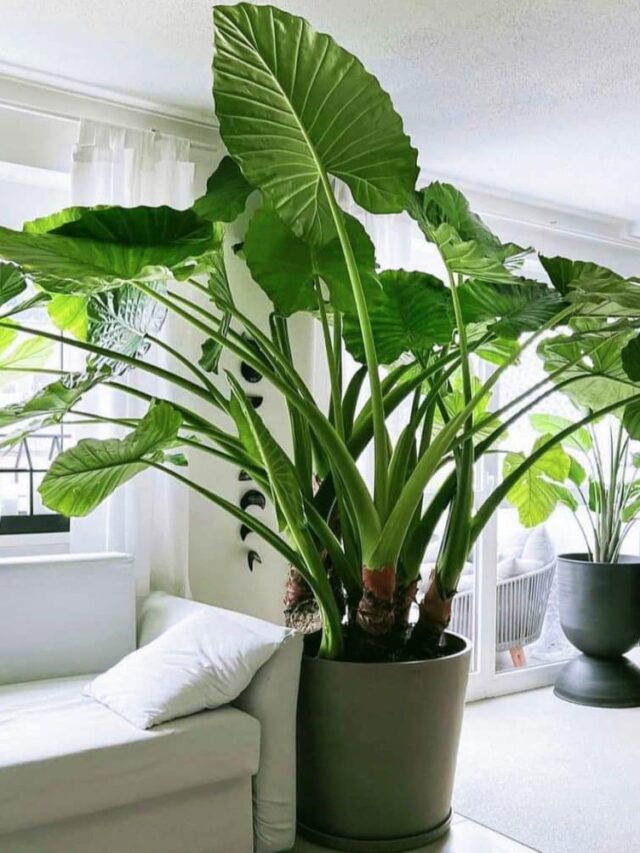 Indoor plants That May Be Good for Your Health