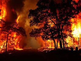 Uttarakhand Forest Fire