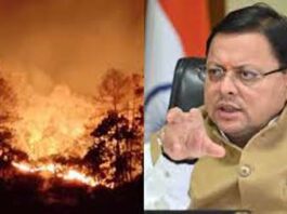 Forest Fire