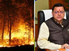 Forest Fire