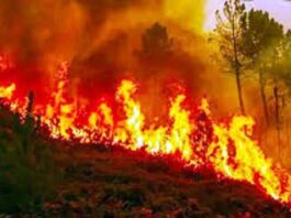 Forest Fire