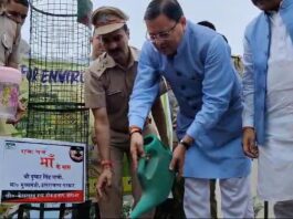 Tree Plantation
