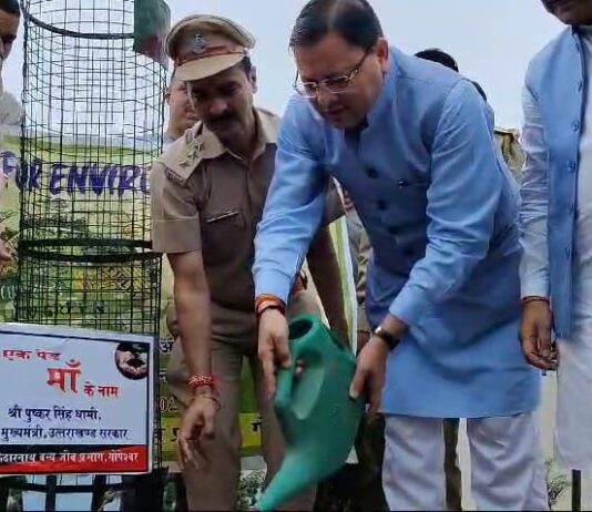 Tree Plantation