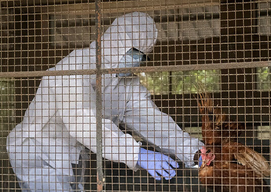 Bird Flu